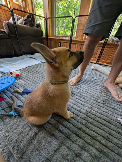 chinook dog